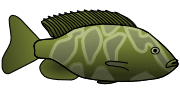 green fish