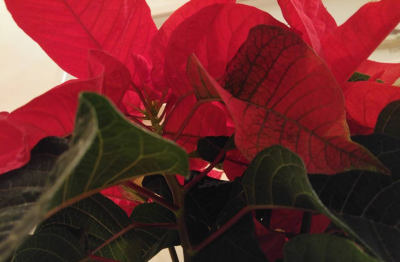 poinsettia