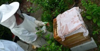 Manorhamilton beekeeping talk